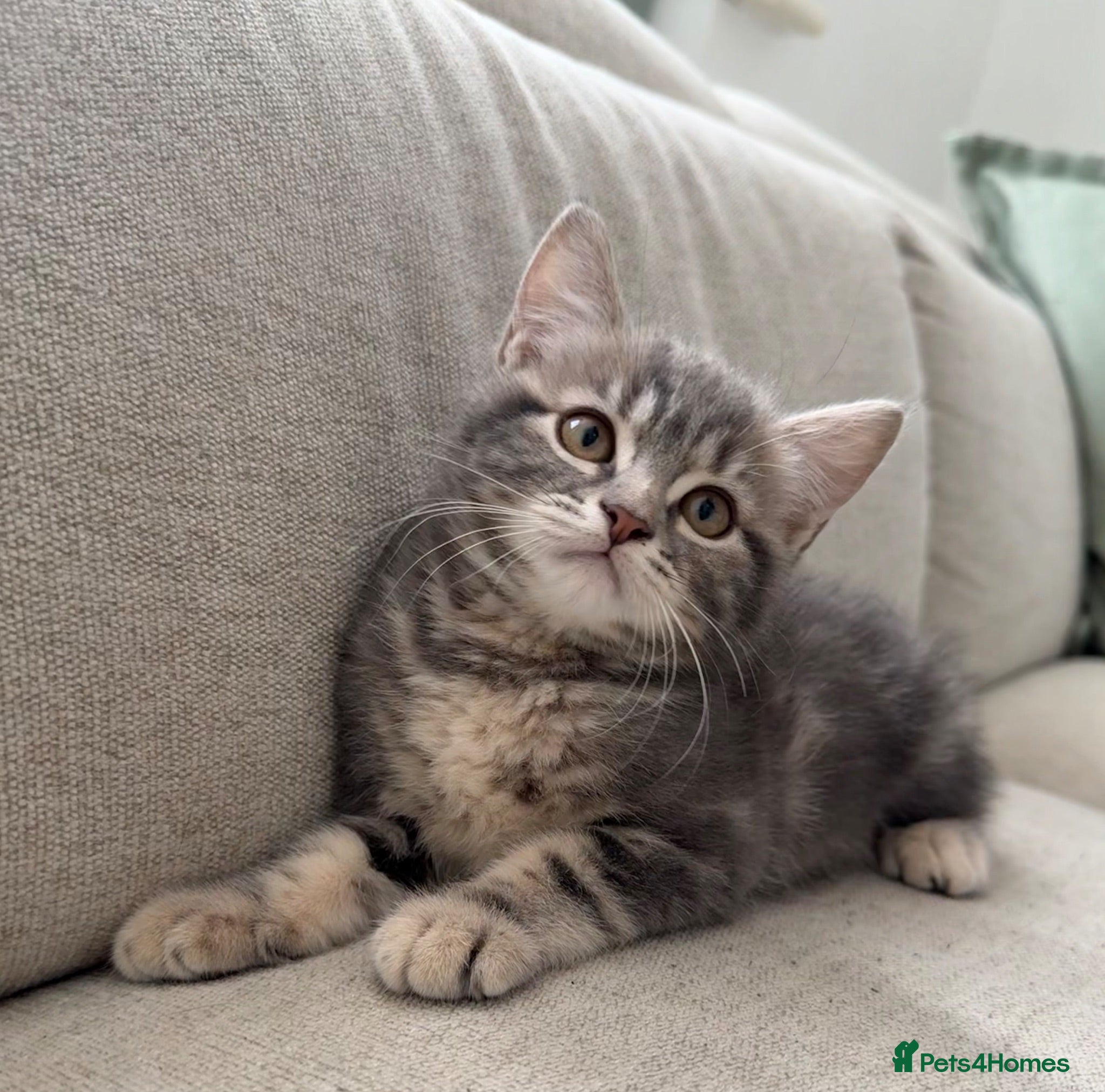 British Shorthair cats 5 British Shorthair kittens. 4 male and 1 female - Advert 1