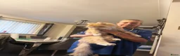 Maine Coon cats for sale: Maine coon kittens - Advert 2