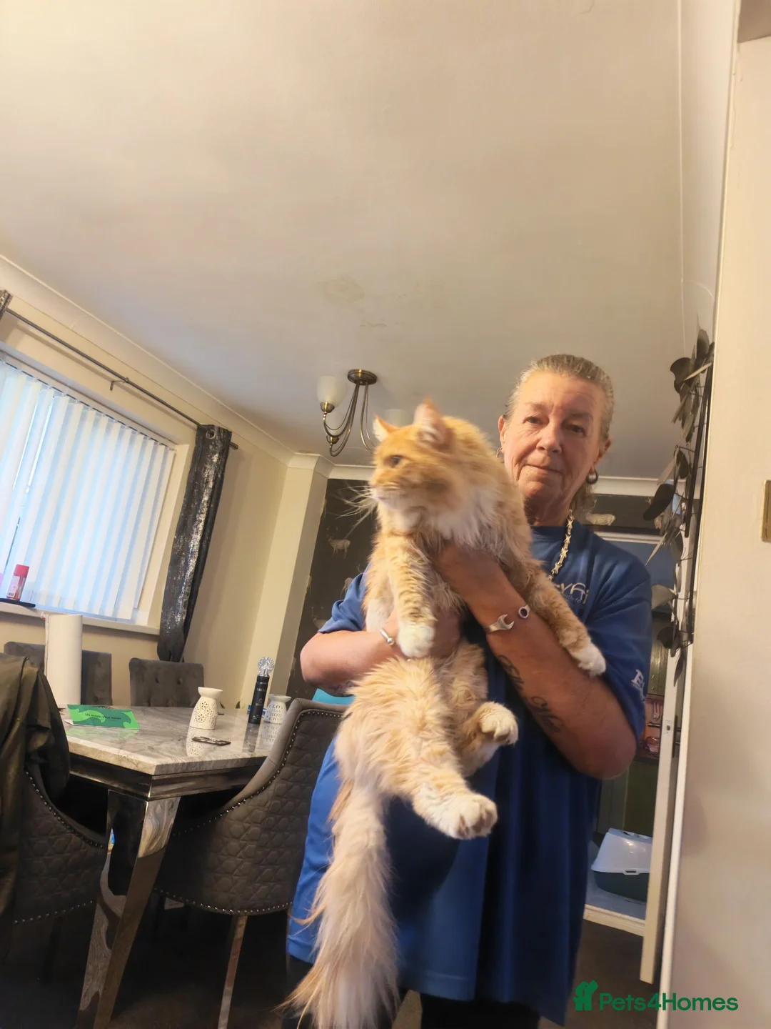 Maine Coon cats for sale: Maine coon kittens - Advert 2