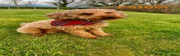Bordoodle dogs for sale: Miniature Borderdoodles  - Advert 15