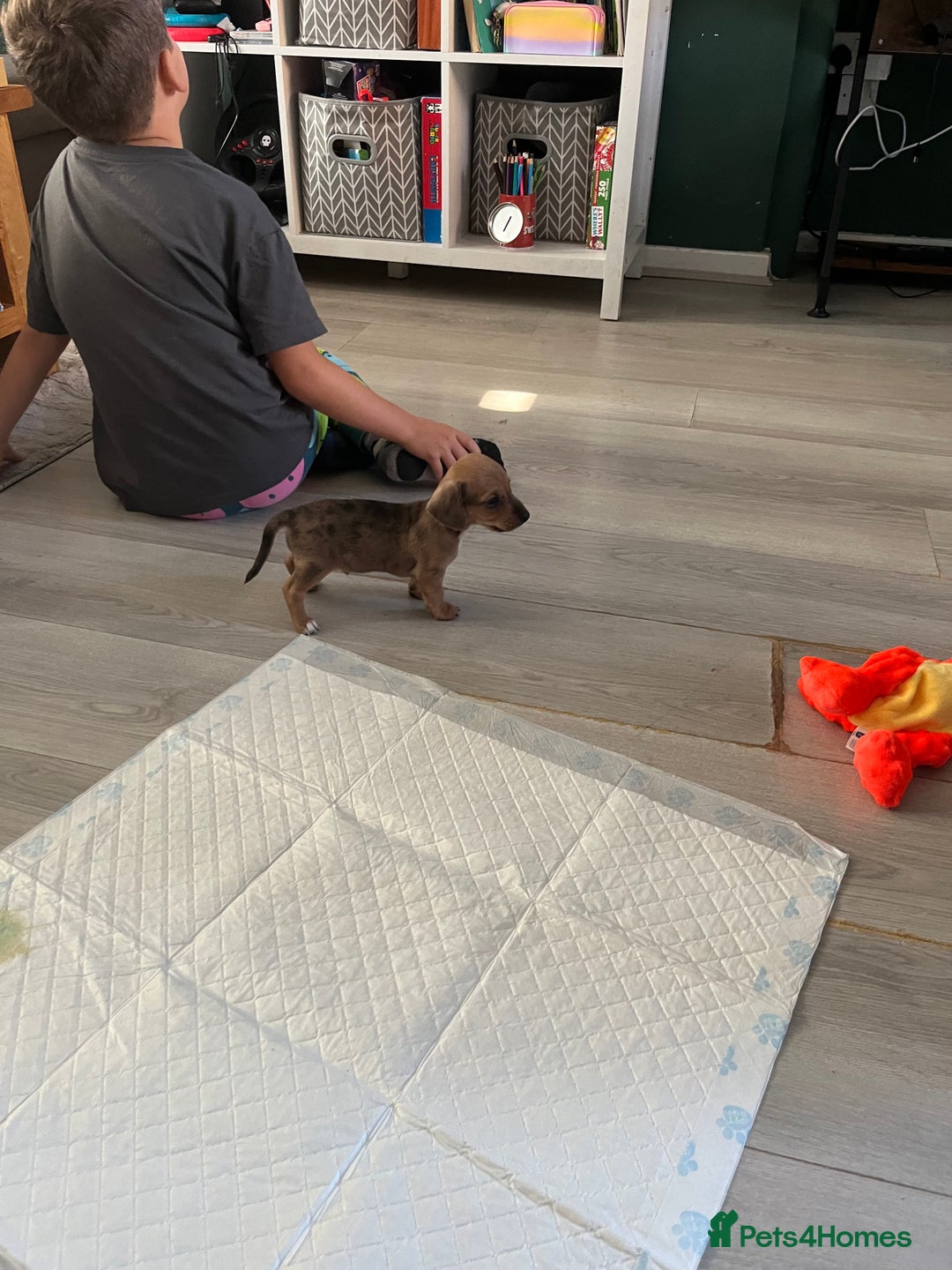 Mixed Breed dogs for sale: Maltese Cross Miniature Dachshund  - Advert 10