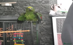 Parrots birds for sale: Amazon parrot for sale  - Image 10
