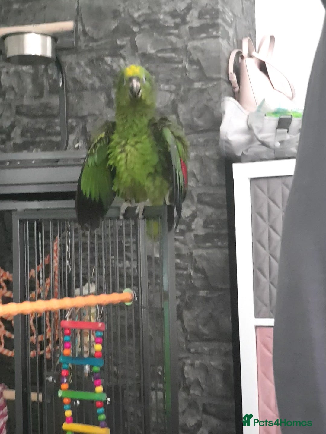 Parrots birds for sale: Amazon parrot for sale  - Image 10