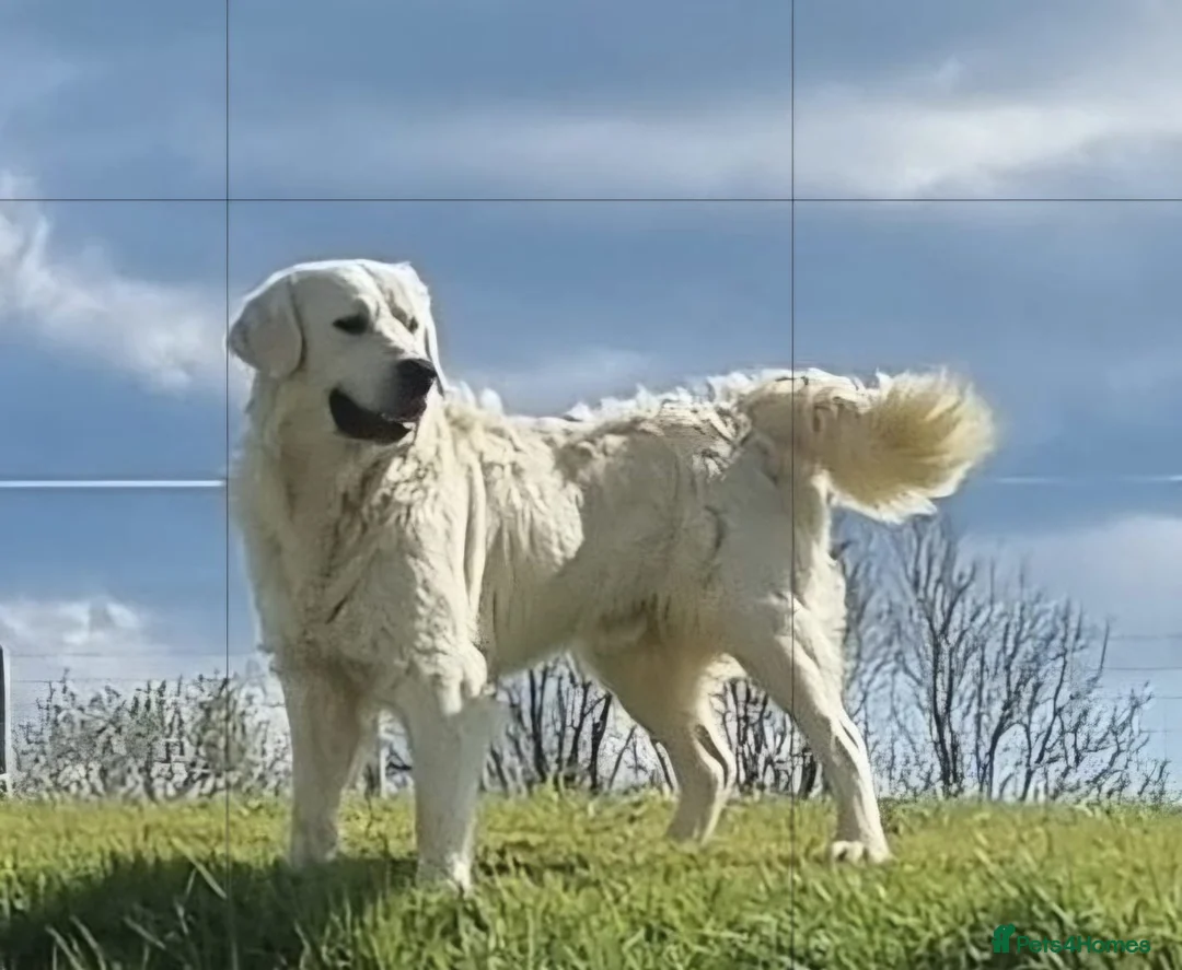 Golden Retriever dogs for sale: KC registered golden retriever puppies for sale - Advert 2