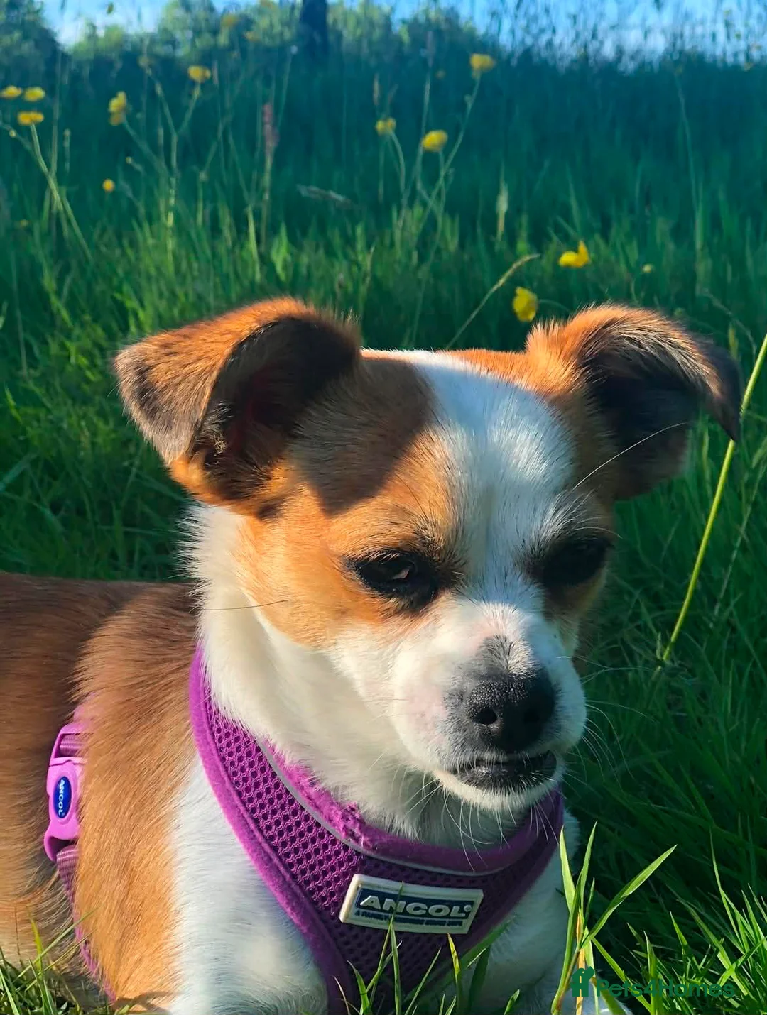 Mixed Breed dogs for adoption: Chiquita aka Tikka  - Advert 3