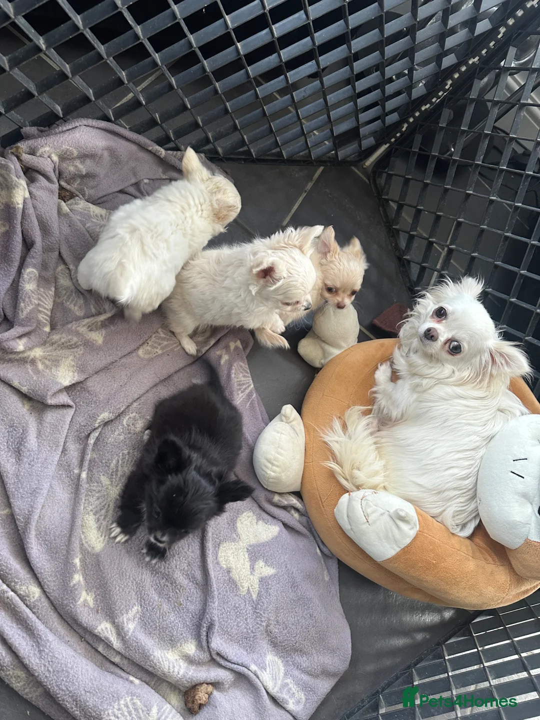 Chihuahua dogs for sale: Beautiful Litter of Long Haired Chihuahua Puppies in Bradford - Advert 1