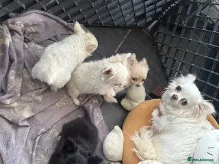 Chihuahua dogs Beautiful Litter of Long Haired Chihuahua Puppies - Advert 2