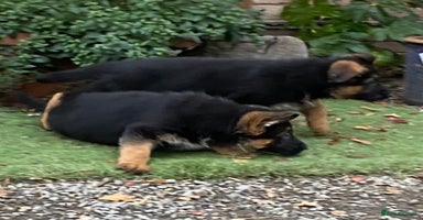 German Shepherd dogs - Advert 3