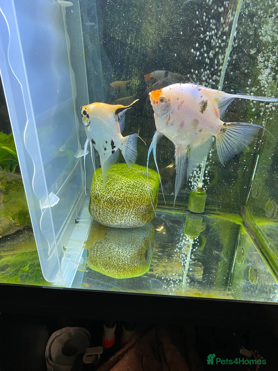 Angelfish fish for sale: Angel fish - Advert 2