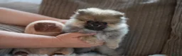 Pomeranian dogs for sale: Four small cute pups  - Advert 22