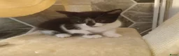 American Shorthair cats for sale: 6 gorgeous mix breed kittens  - Advert 14