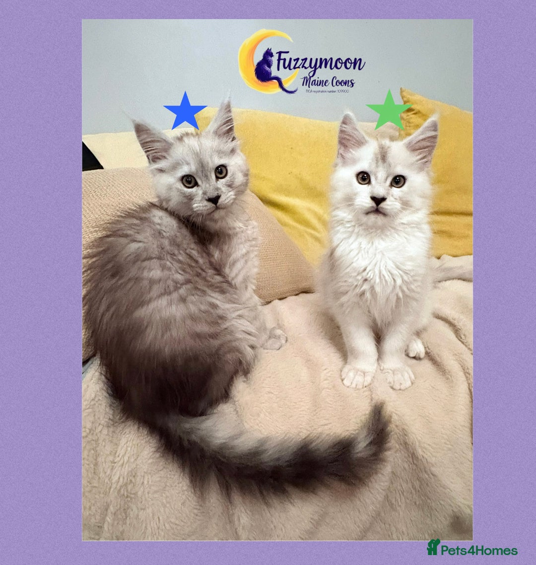 Maine Coon cats for sale: Gorgeous Shaded Pedigree Maine Coon Kittens - Advert 5