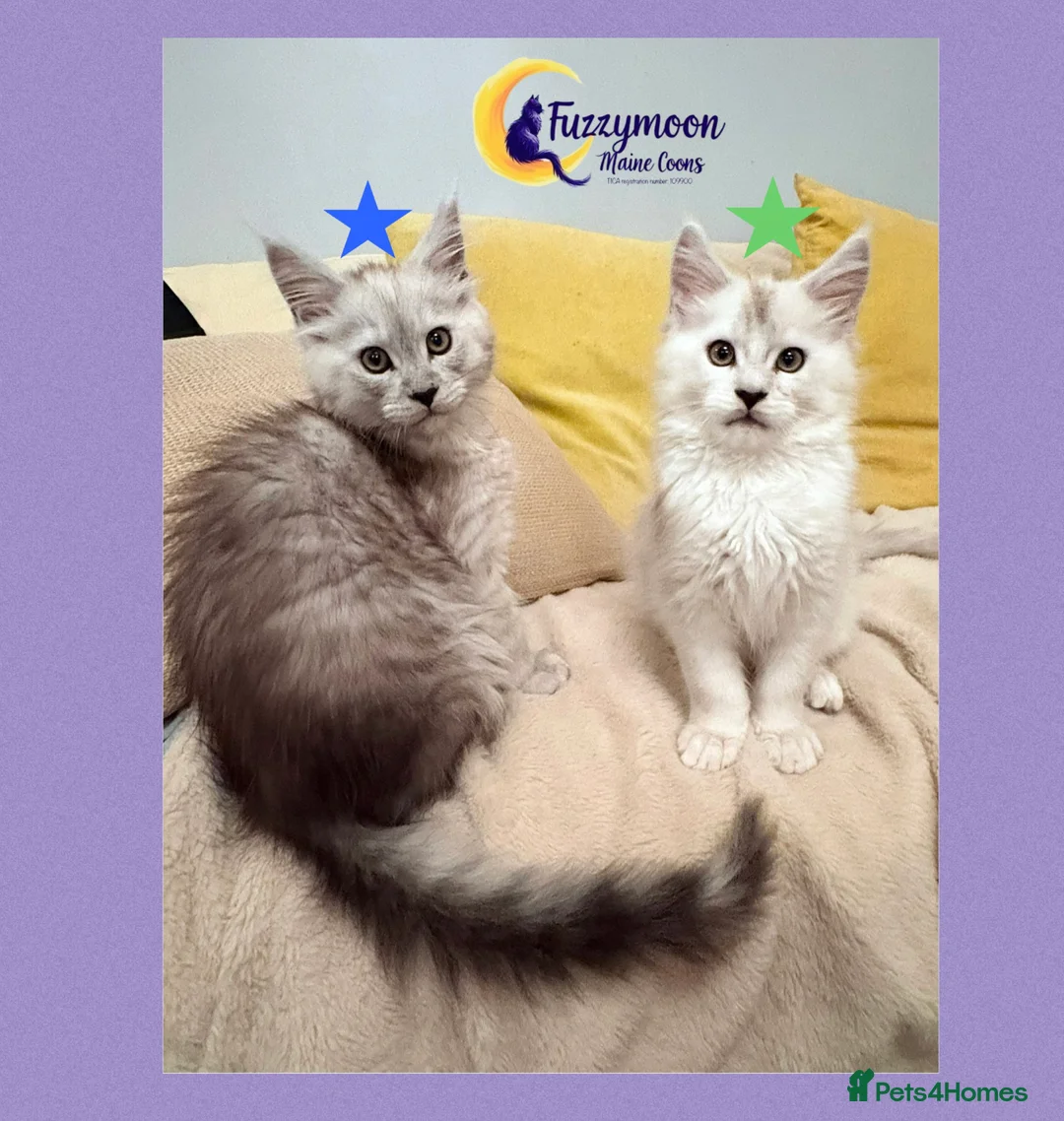 Maine Coon cats for sale: Gorgeous Shaded Pedigree Maine Coon Kittens - Advert 5