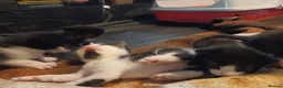 Mixed Breed cats for sale: Mixed breed Kittens  - Advert 19