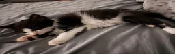 Mixed Breed cats for adoption: 1 tabby female 1 black and white male kittens  in Dagenham - Advert 8