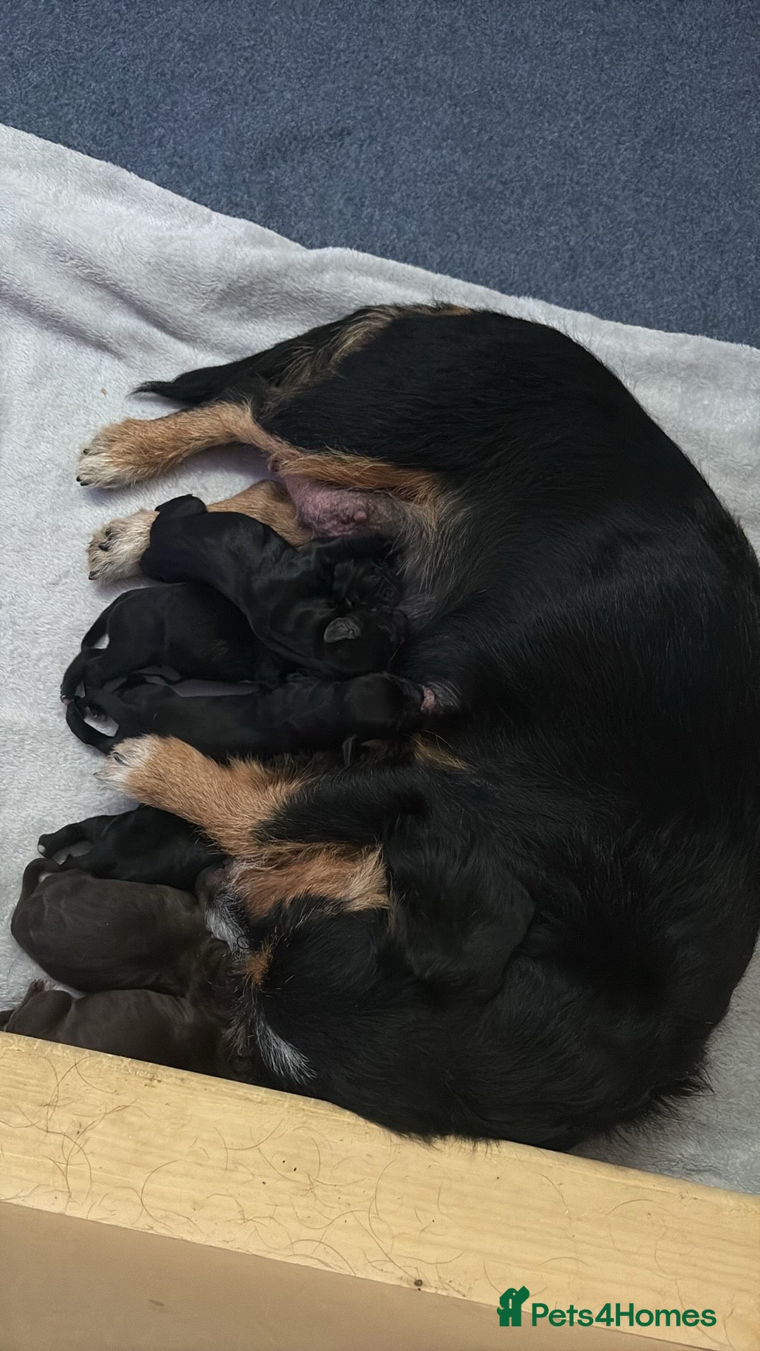 Mixed Breed dogs for sale: Mixed breed pups  - Image 2