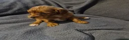 Cavapoo dogs for sale: Cavapoo puppies  - Advert 7
