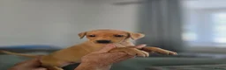 Labrador Retriever dogs for sale: Kc registered Fox red labrador puppies LAST BOYS   - Advert 12