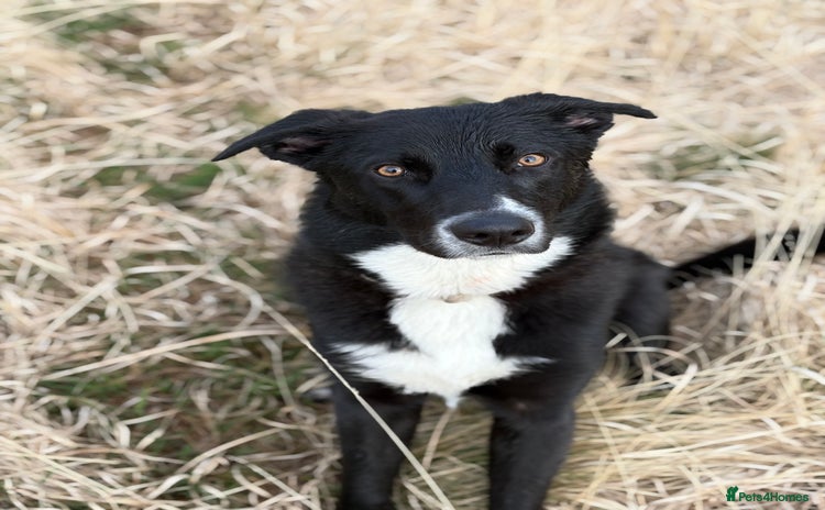 Mixed Breed dogs - Advert 2