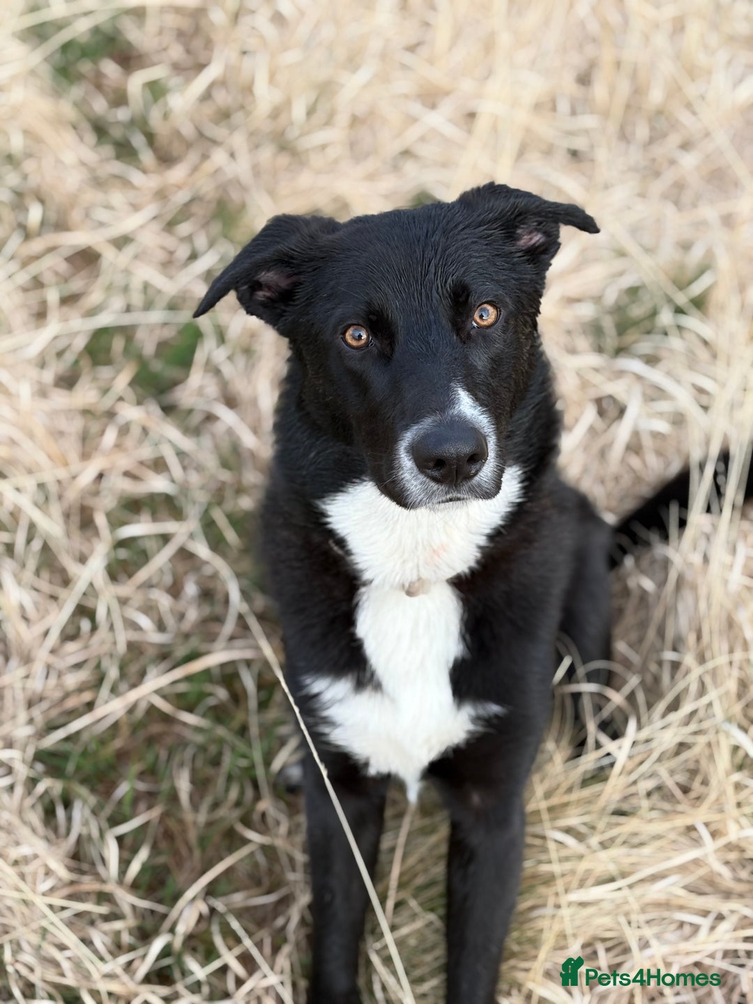 Mixed Breed dogs for sale: Home needed - 14 month old German Shepherd Collie  - Image 1