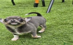 Chihuahua dogs for sale: Chihuahua female puppies  - Image 4
