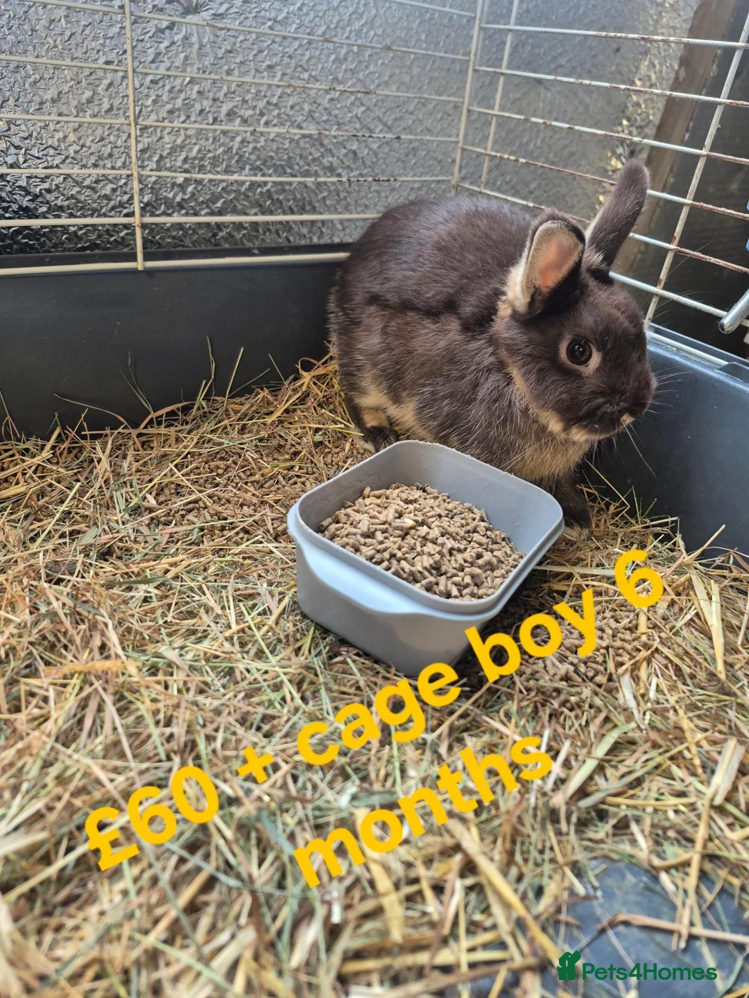 Mixed Breed rabbits for sale: Baby Lionhead Rabbits 8 week old, handled daily  - Advert 8