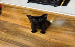 Mixed Breed cats for sale: 2 Tabby boy  - Image 9