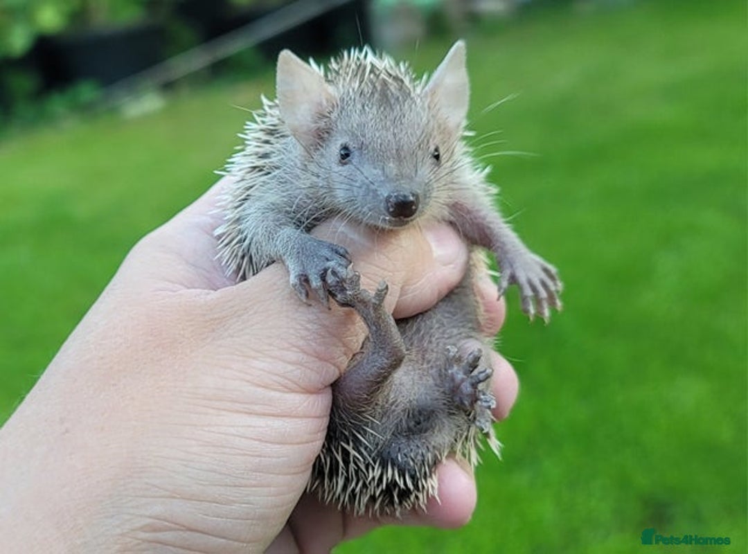Pygmy Hedgehog rodents for sale: Lesser Tenrecs unsexed and DNA sexed female - Advert 3