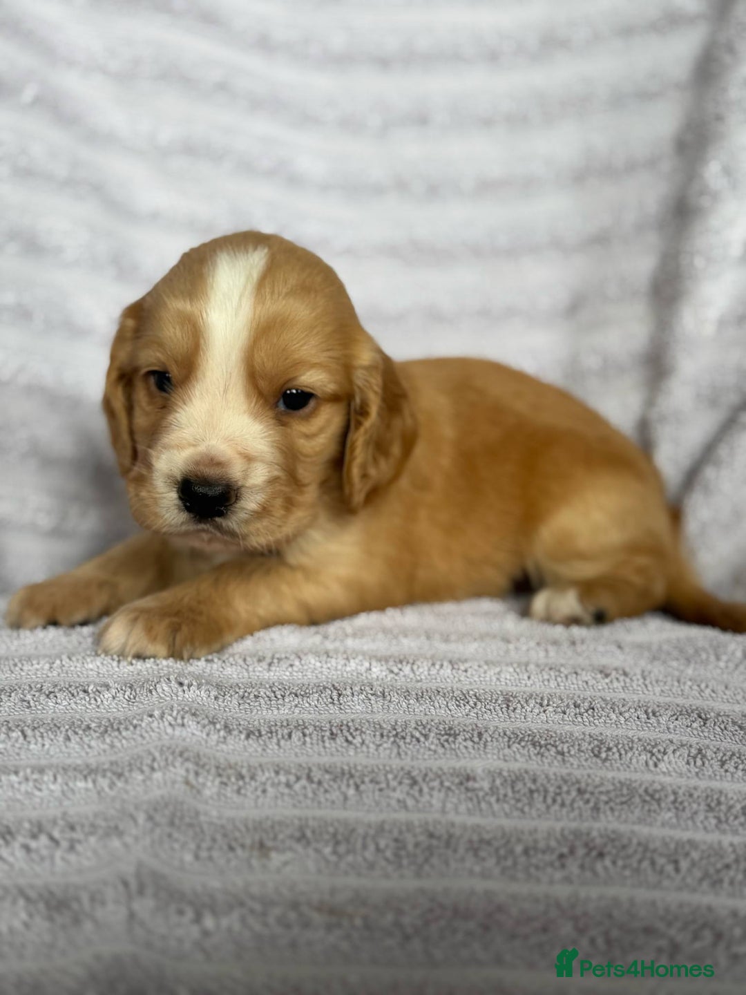 Cocker Spaniel dogs for sale: 4 Adorable working Cocker Spaniel puppies  - Image 3