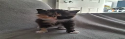 Domestic Shorthair cats for sale: 2 kittens: 1 ginger male and 1 tortie girl - Advert 2
