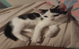 Mixed Breed cats for sale: 1 playful kitten  - Image 1