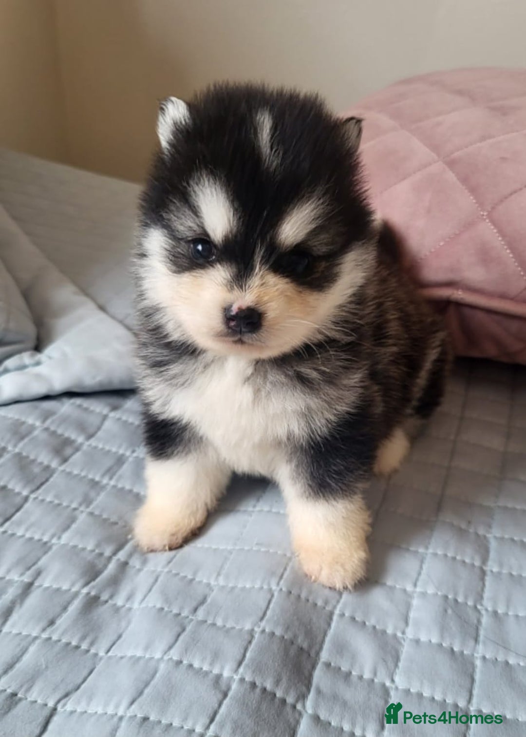Pomsky dogs for sale:  toy size multi-generational pomsky puppies  - Image 5