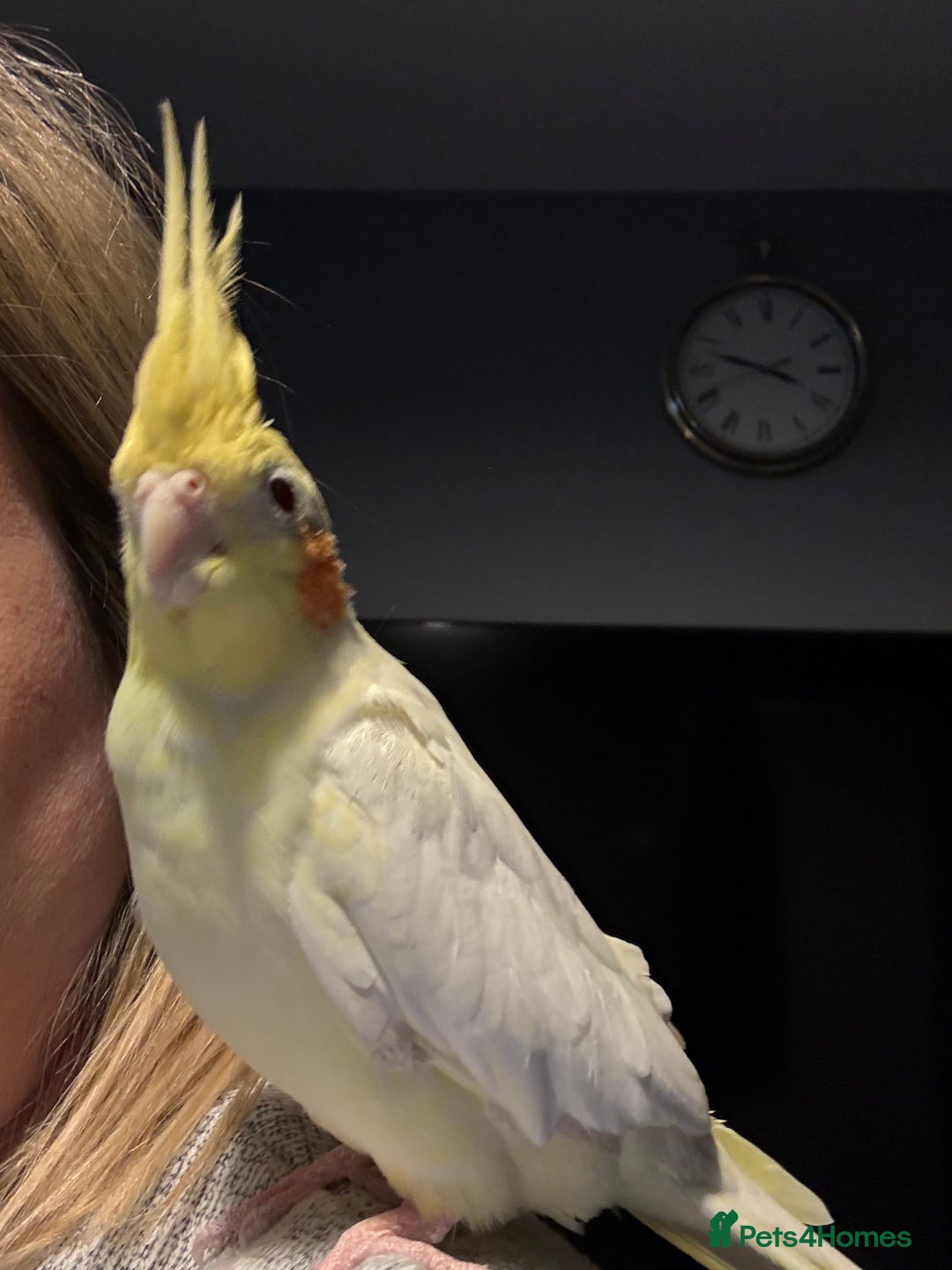Cockatiels birds for sale: Pair of cockatiels- male and female  - Advert 3