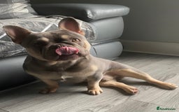 French Bulldog dogs for stud: LOKI “THE SON OF MISCHIEF” lilac Tan  in Coatbridge - Image 6