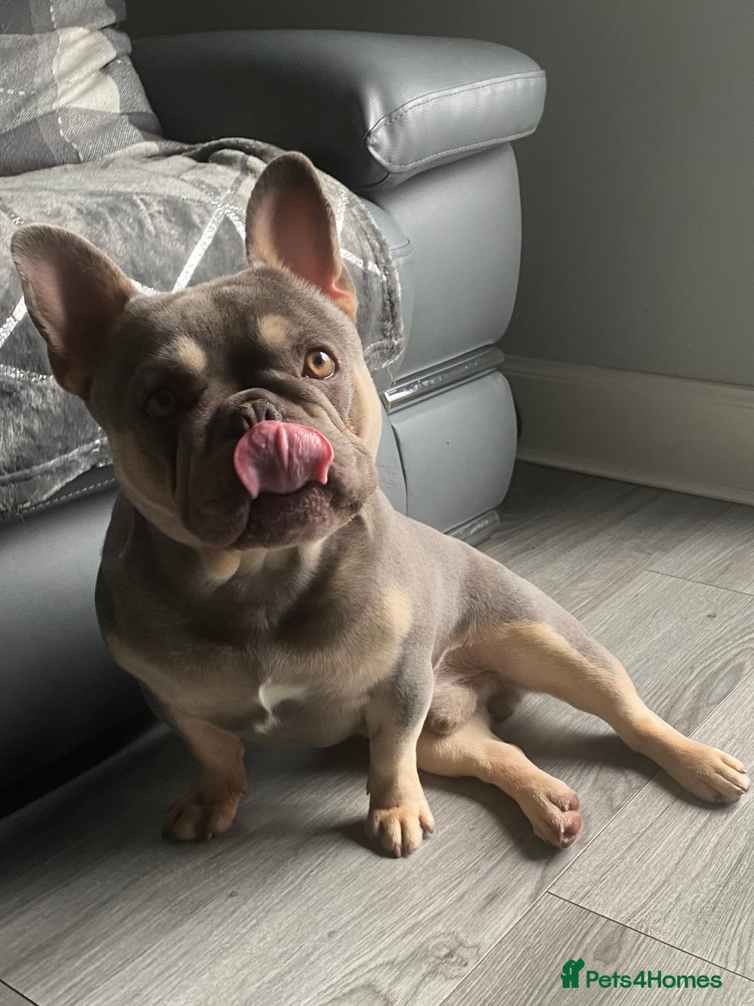 French Bulldog dogs for stud: LOKI “THE SON OF MISCHIEF” lilac Tan  in Coatbridge - Image 6
