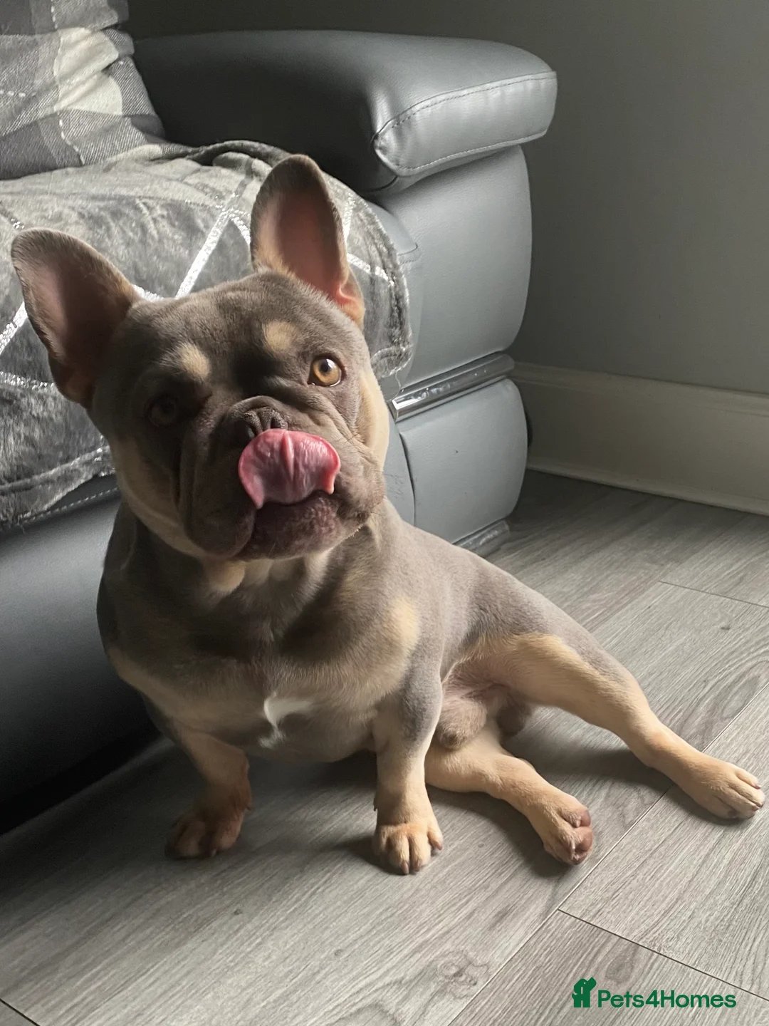French Bulldog dogs for stud: LOKI “THE SON OF MISCHIEF” lilac Tan  in Coatbridge - Advert 6