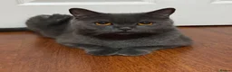British Shorthair cats for sale: ❤️❤️❤️British shorthair kittens🐱🐱🐱 - Advert 9