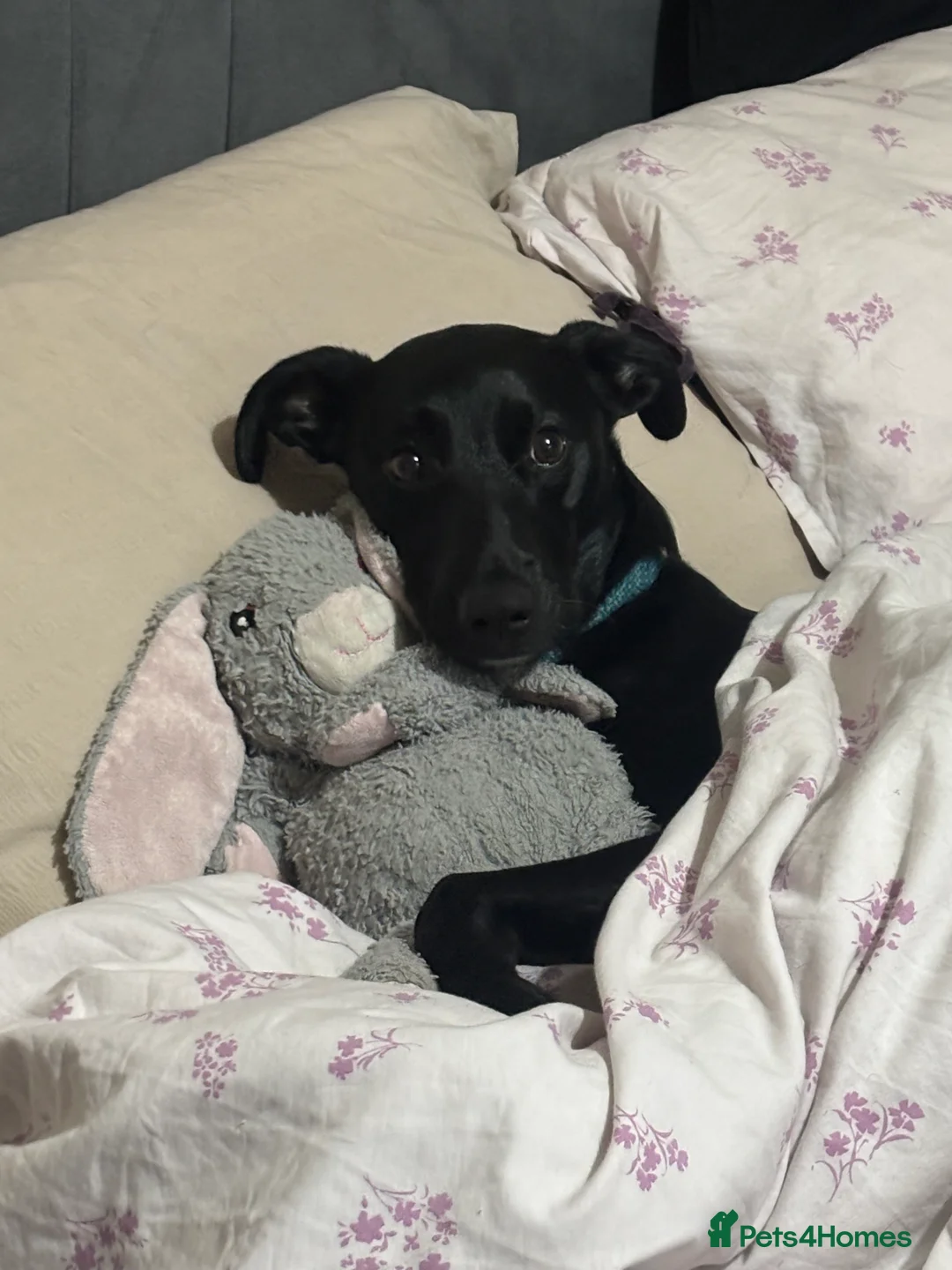 Mixed Breed dogs for sale: Lurcher teen boy  - Advert 2