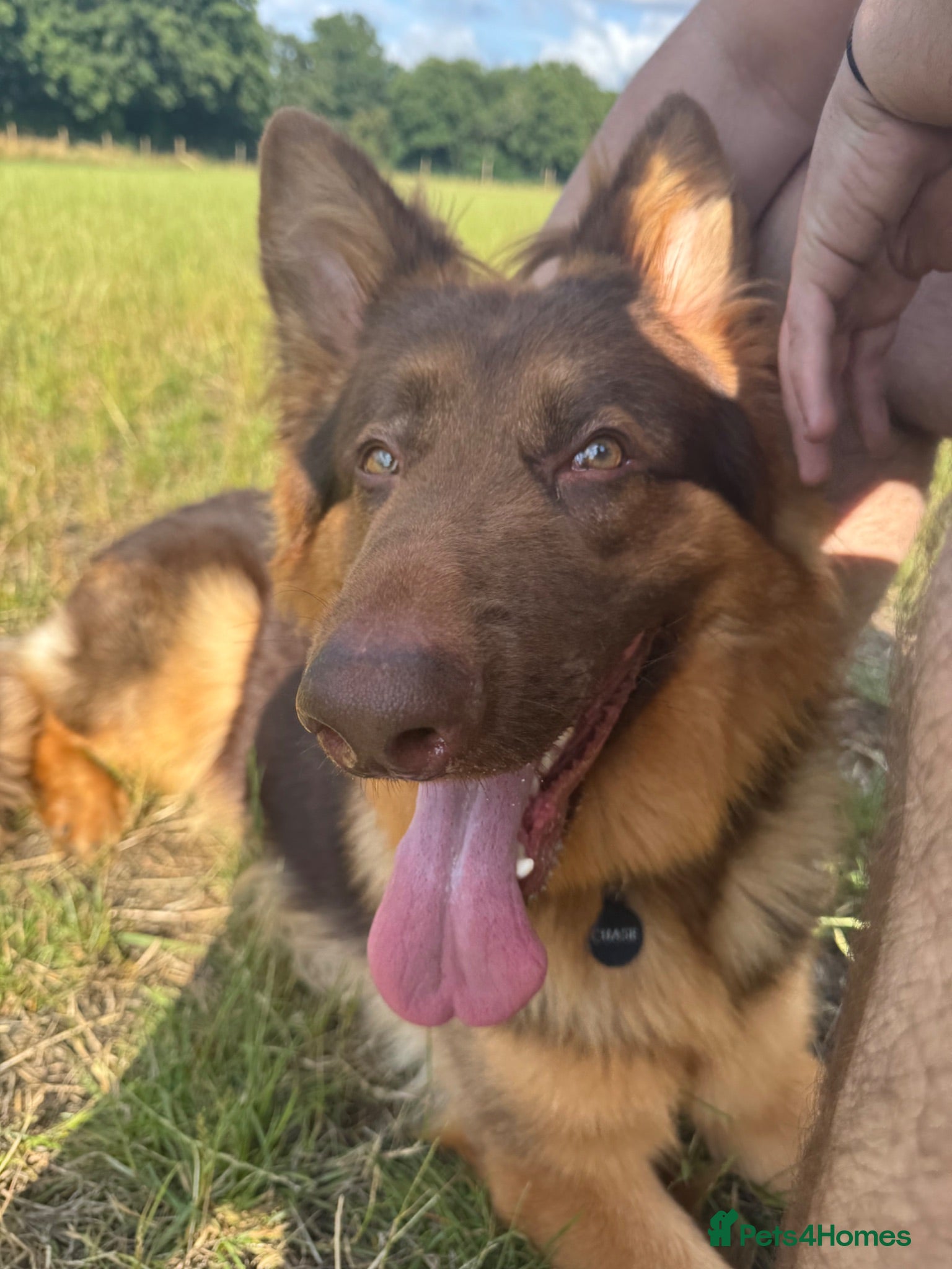 German Shepherd dogs German shepherd male 2 years old  - Advert 1