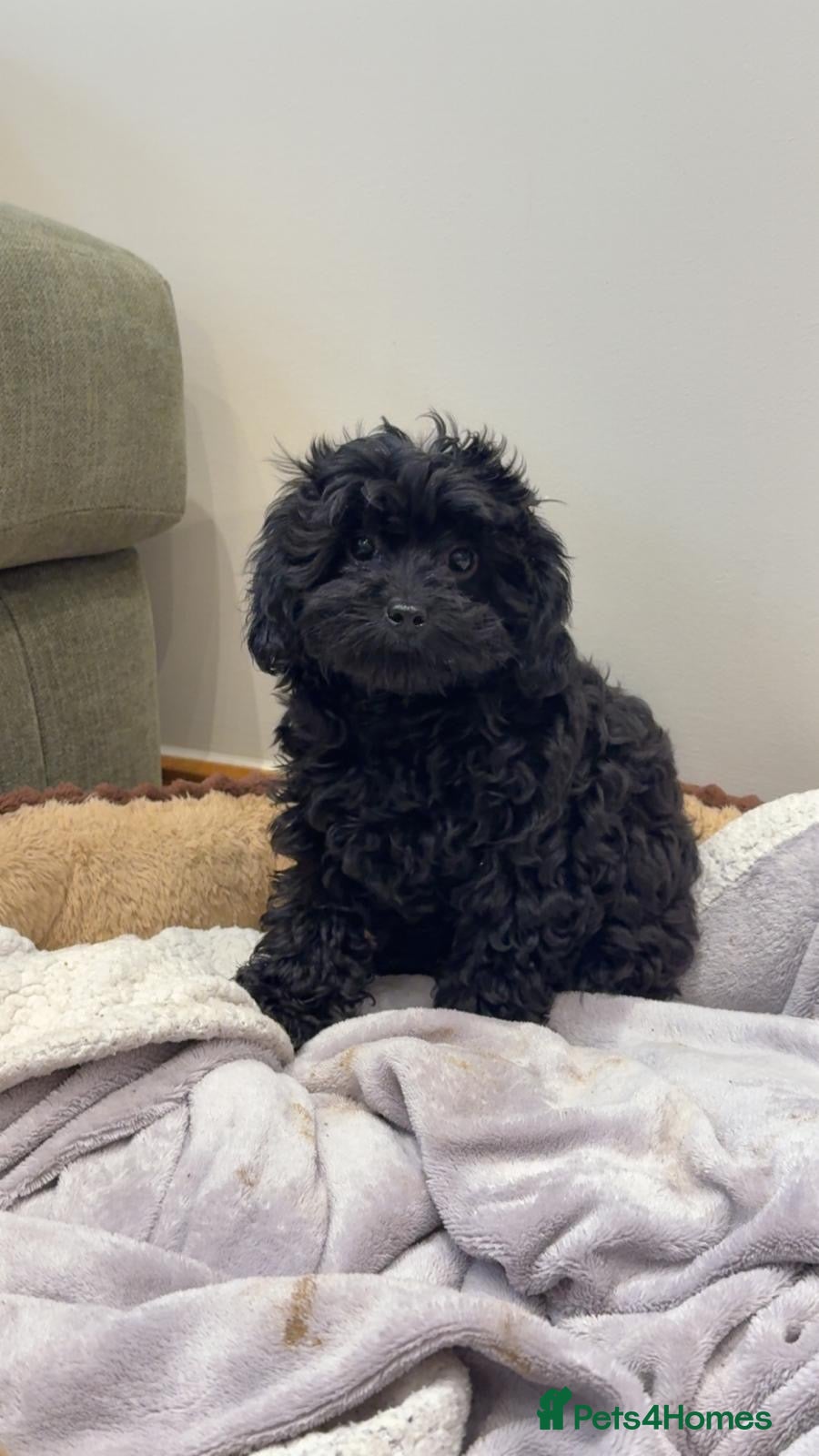 Cavapoo dogs Stunning F1 Toy Cavapoo girl - Advert 2