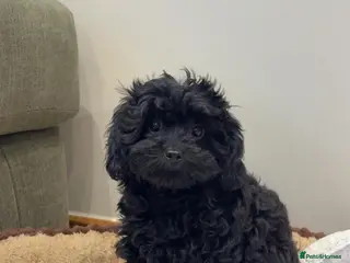 Cavapoo dogs Stunning F1 Toy Cavapoo girl - Advert 2