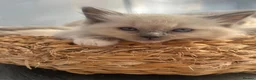 Ragdoll cats for sale: Ready to leave reduced price  - Advert 11