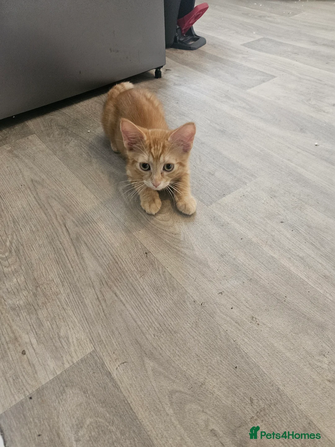 Mixed Breed cats for sale: I have 3 kittens over 17 weeks old  - Advert 4