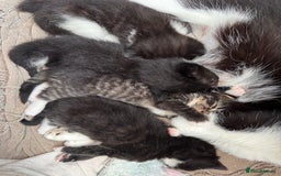 Mixed Breed cats for sale: 4 adorable kittens looking for a new home - Image 17