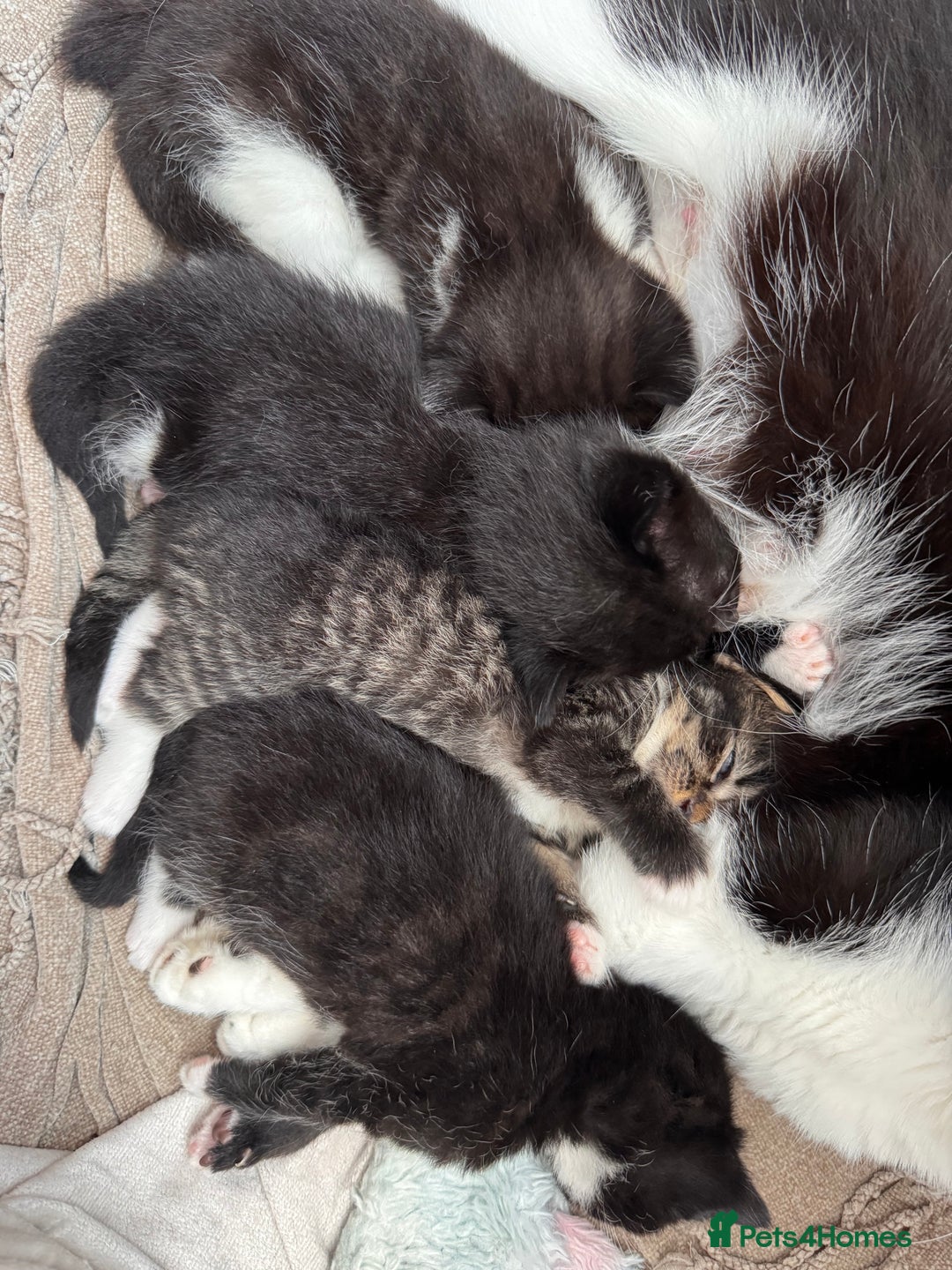 Mixed Breed cats for sale: 4 adorable kittens looking for a new home - Image 17