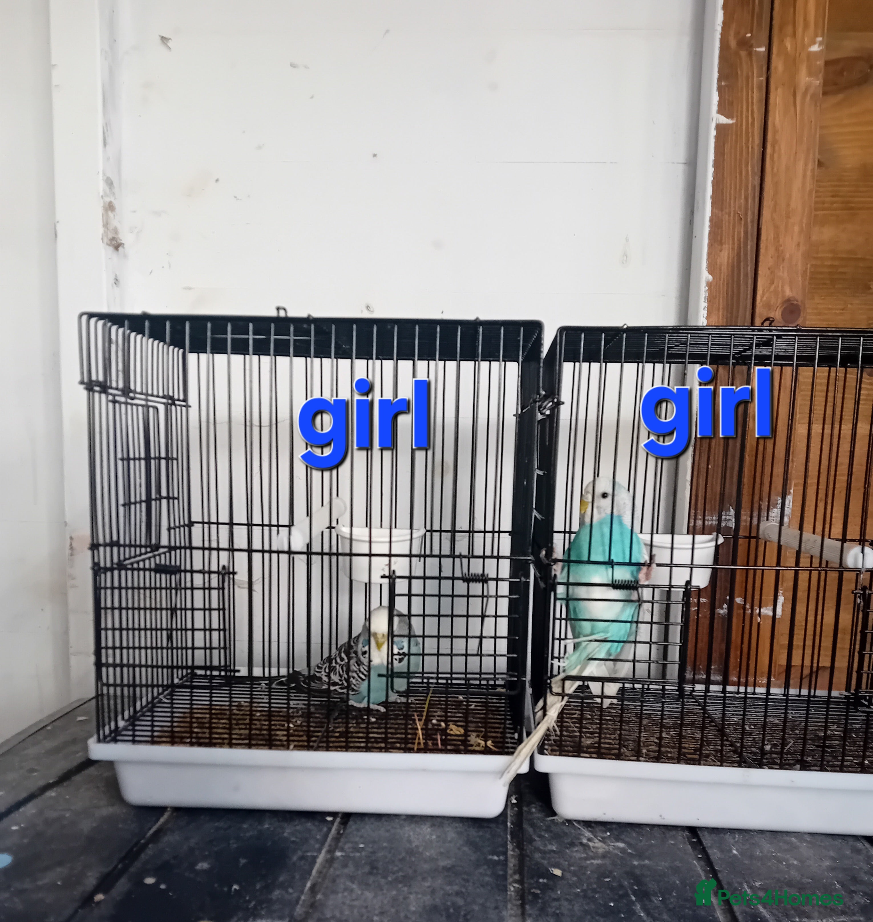 Budgerigars birds Budgies  - Advert 19