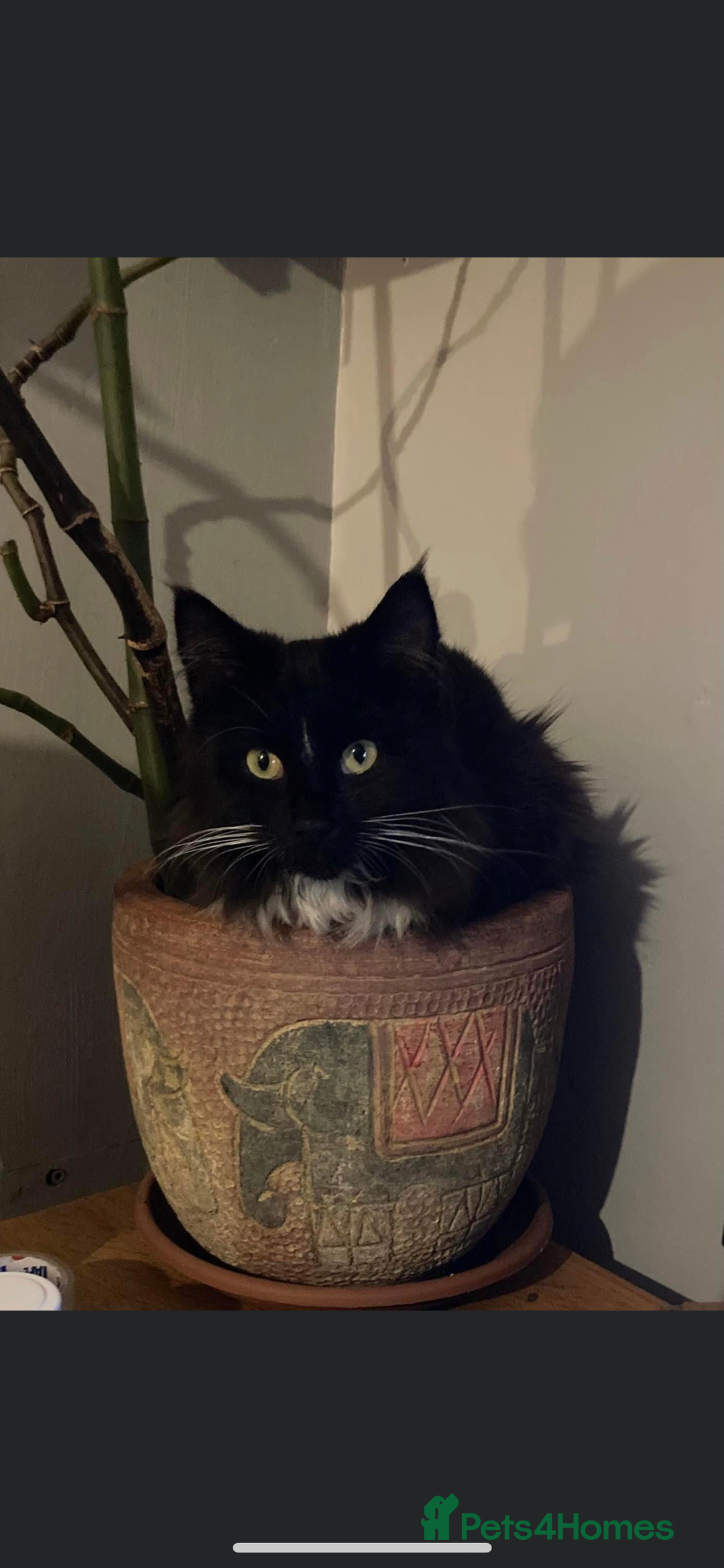 British Longhair cats for sale: 4x Domestic beautiful long haired kittens  - Image 7