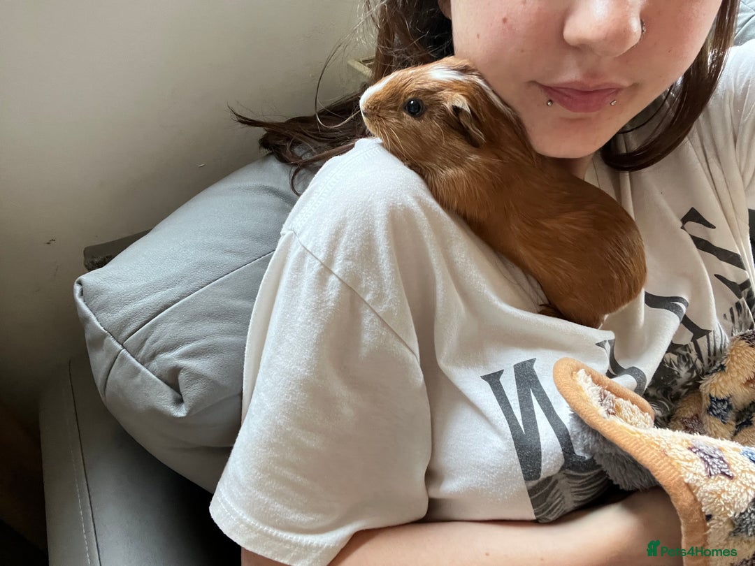 Guinea Pig rodents for sale: Bonded Male Guinea Pigs for Rehoming - Image 11