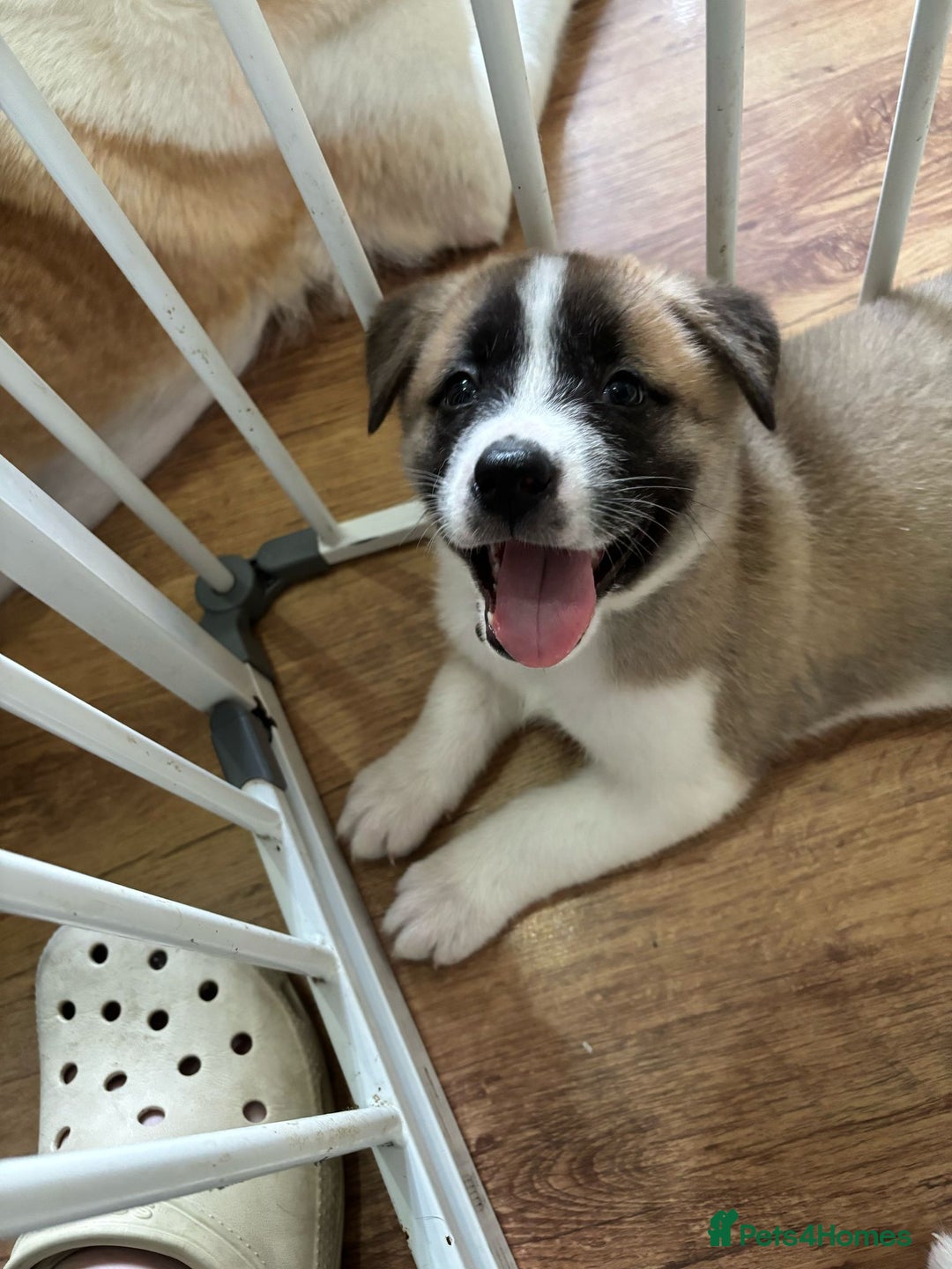 Akita dogs for sale: 5 Beautiful akita puppies in Willenhall - Image 8