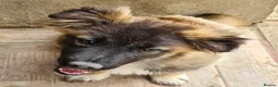 Mixed Breed dogs for adoption: Humpty Dumpty female, corgi size  - Advert 2